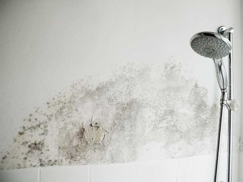 Paredes del baño con moho solución Cantitec Granada