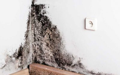 Cómo prevenir el moho en las paredes de tu casa