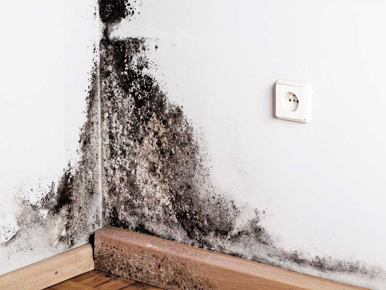 Empresa Cantitec Granada solución al moho en las paredes vivienda casa comunidad de vecinos